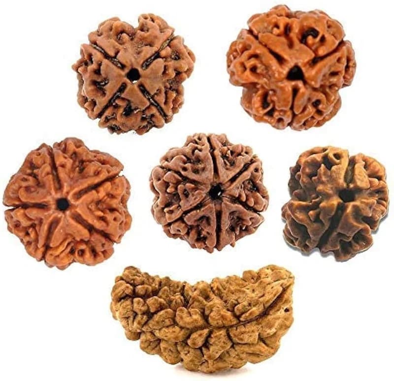 Rudraksha Faydaları