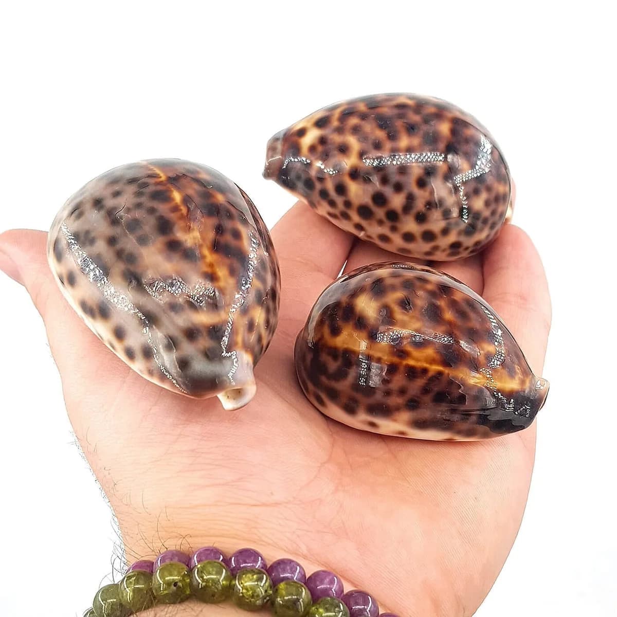 Leopar Sedef Kabuk
