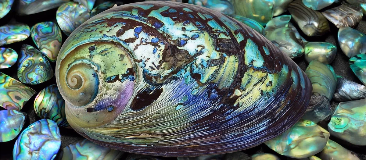 Abalone Sedef Faydaları
