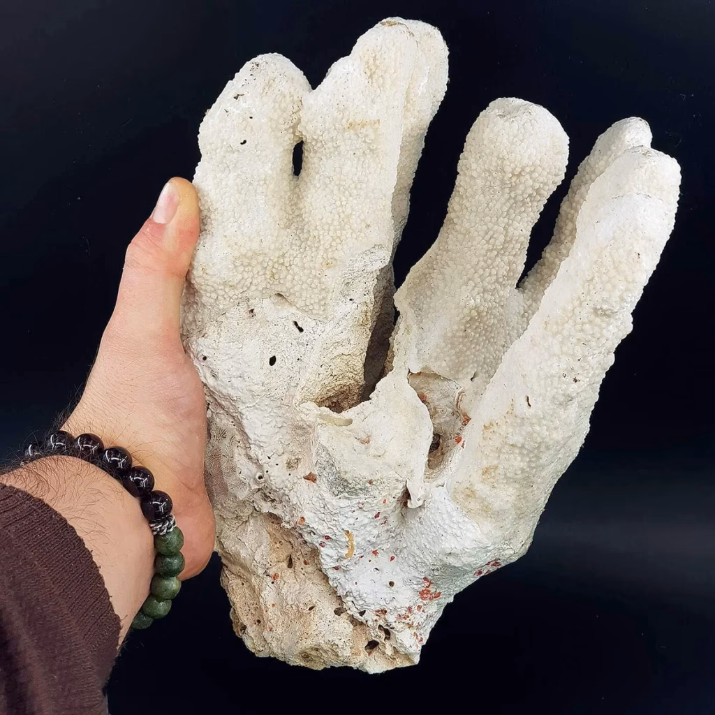 El Beyaz Mercan - Orijinal Doğal Taş ve Şifa Kristali Görsel 1
