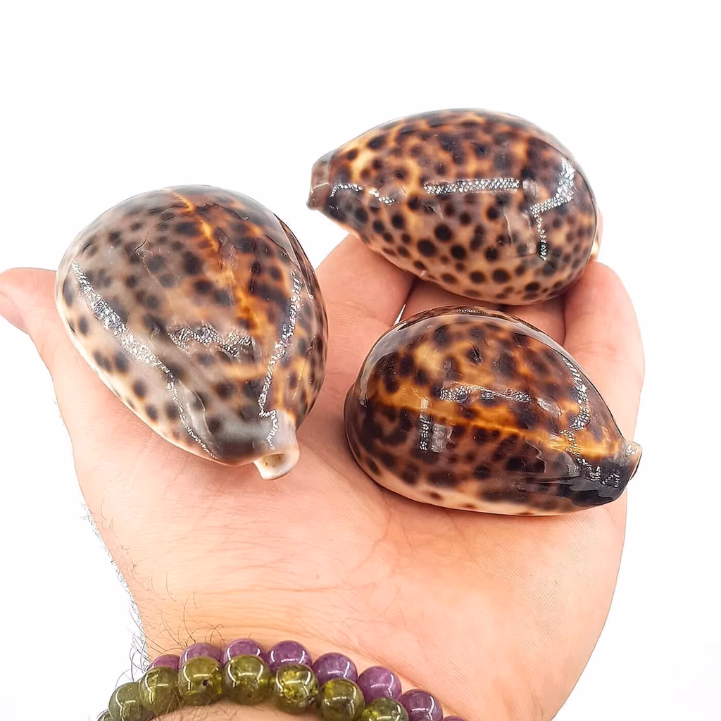 Leopar Sedef Kabuk İncele ve Satın Al Leopar Sedef Kabuk - Orijinal Doğal Taş ve Şifa Kristali Görsel 1