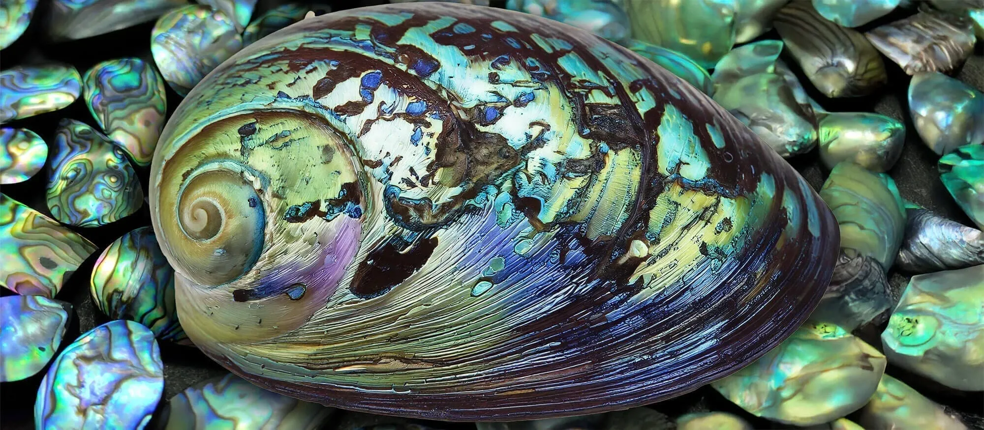 Abalone Sedef Faydaları