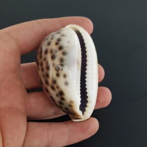 Sedef Deniz Kabuğu - 2