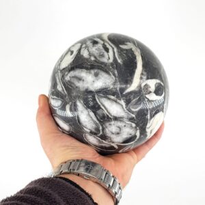 Belemnit Orthoceras Küre - 2