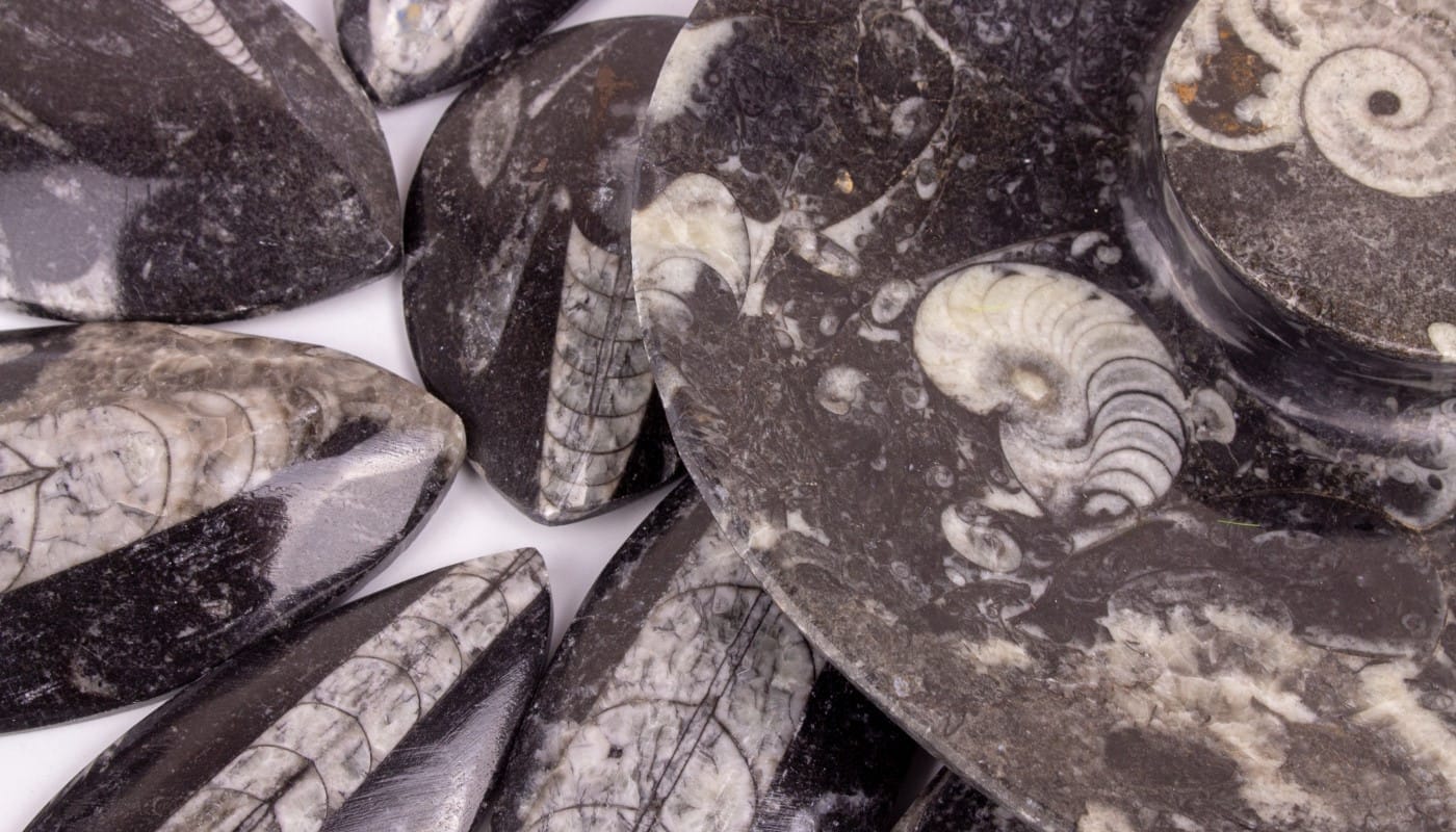 belemnit faydalari Sarkaç Adam