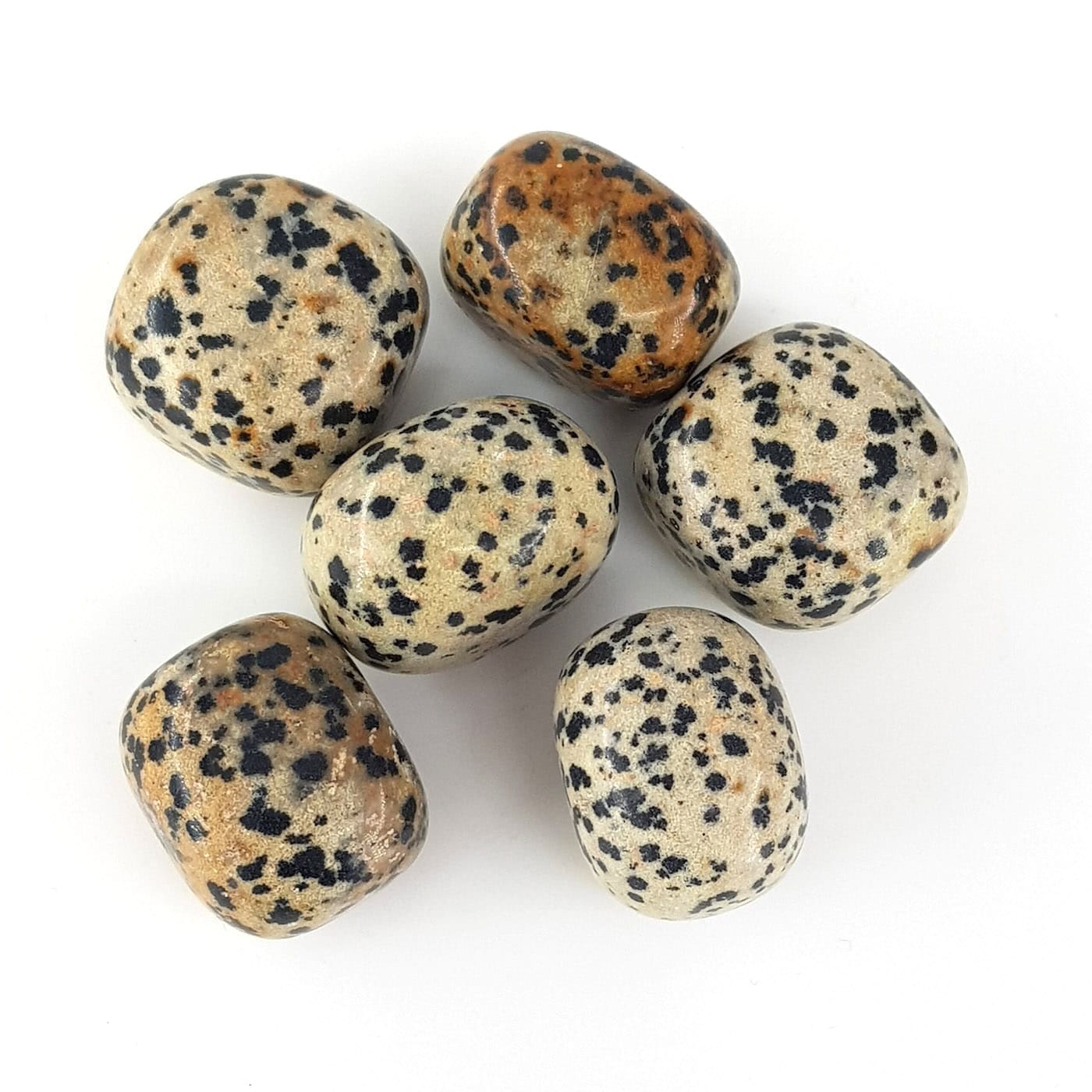 Dalmaçya Jasper Tımbıl