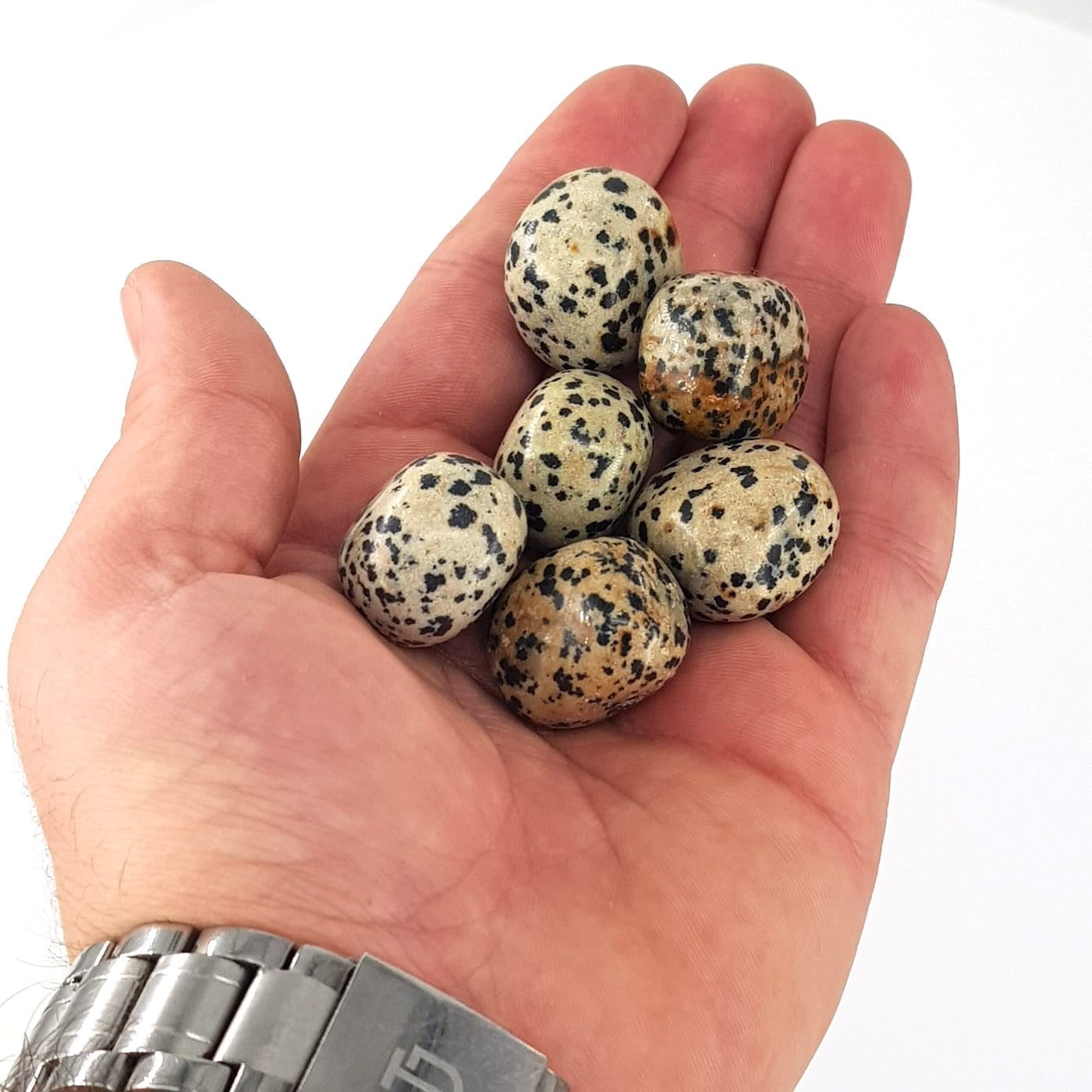 Dalmaçya Jasper Tımbıl - Görsel 2