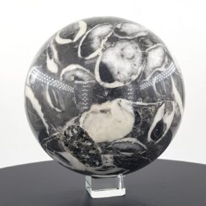 Belemnit Orthoceras Küre