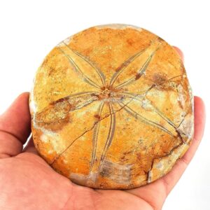 Mercan Fosil Yıldız