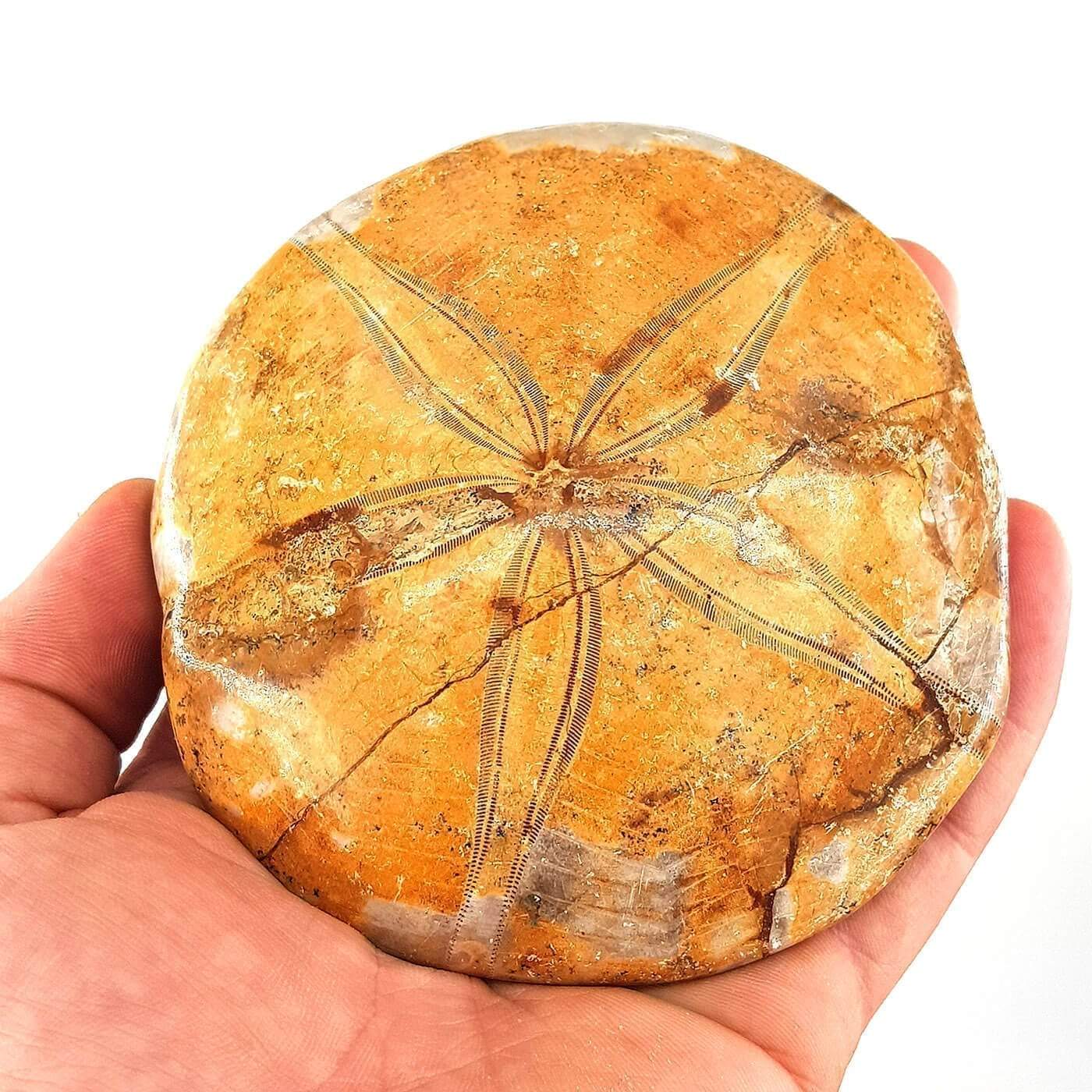 Mercan Fosil Yıldız