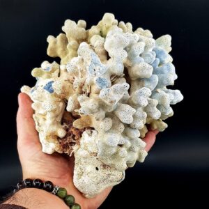 Mavi Mercan Ham Taş