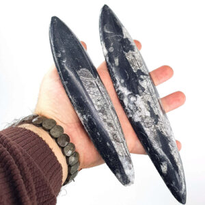 Belemnit Fosil M Boy