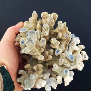 Mavi Mercan Ham Taş