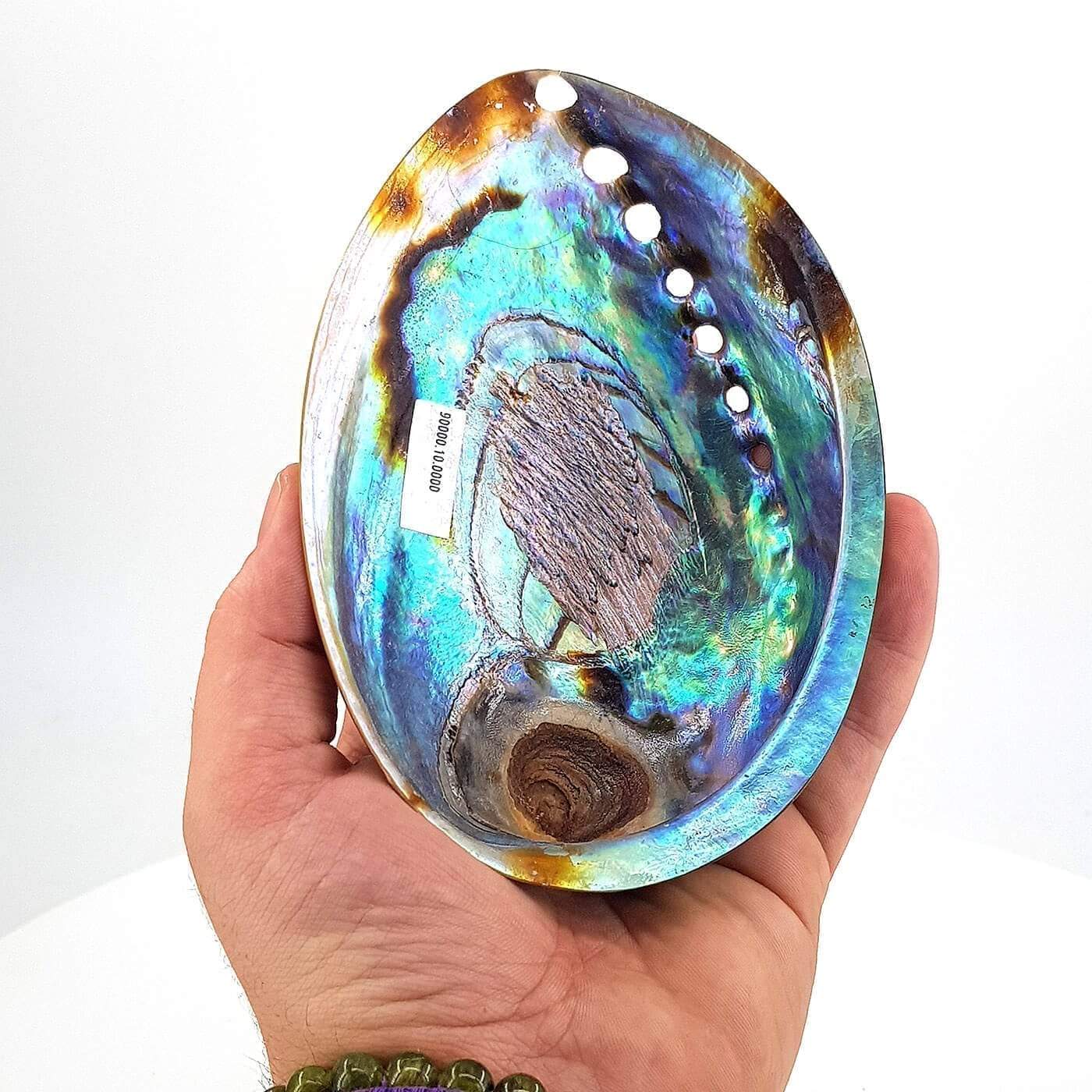 Abalon Sedef Kabuk - Görsel 4