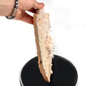 10556 2 Sarkaç Adam