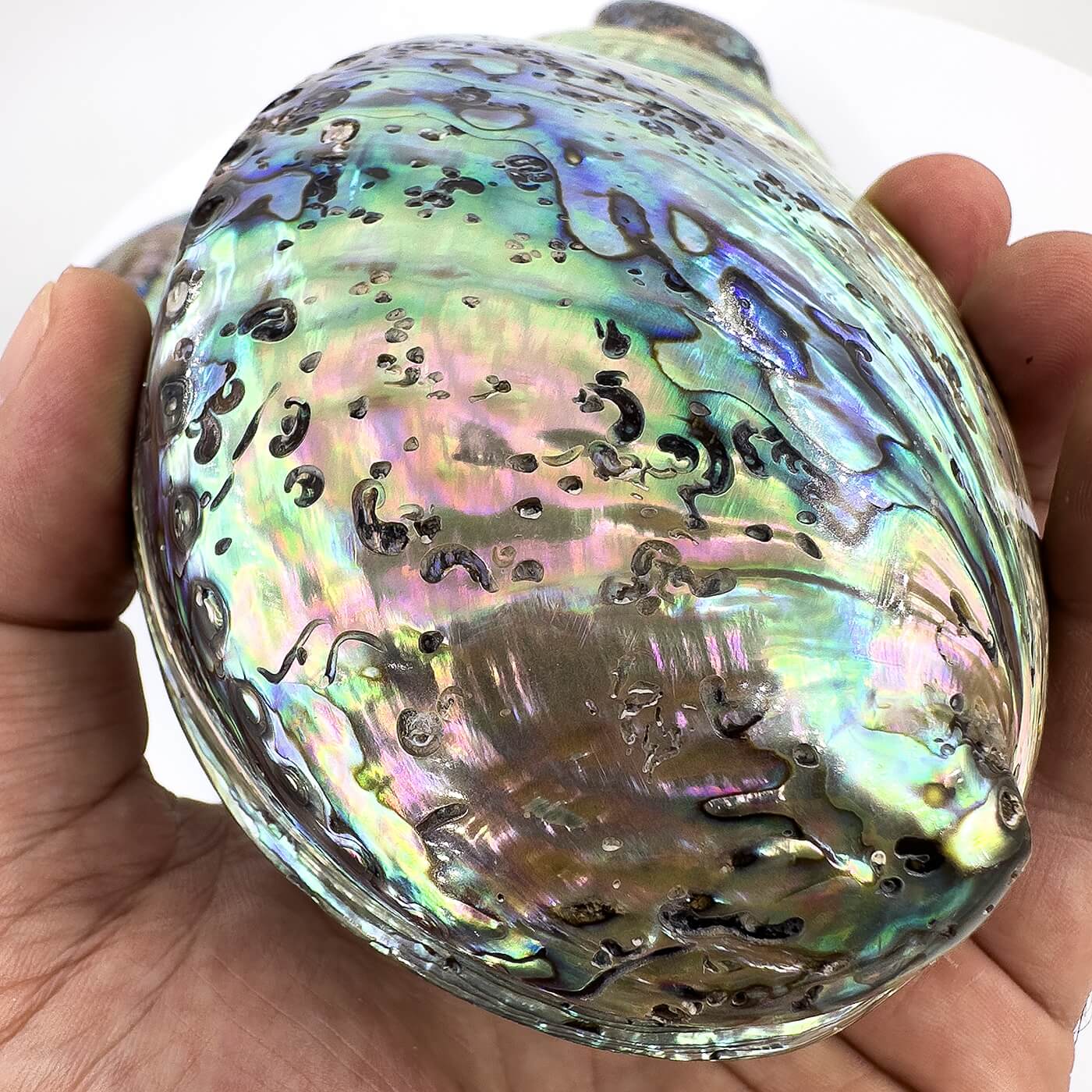 Abalon Sedef Kabuk - Görsel 2