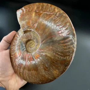 Alternative view of Ammonit Fosil A++ Koleksiyoner