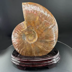 Ammonit Fosil A++ Koleksiyoner