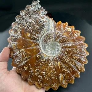 Alternative view of Akik Aragonit Ammonit Fosil A++ Koleksiyoner