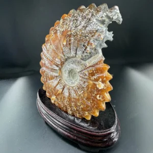 Akik Aragonit Ammonit Fosil A++ Koleksiyoner